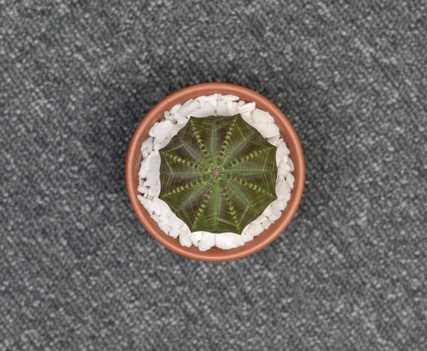 Euphorbia Obesa Cactus Isolated White Background — Stock Photo, Image