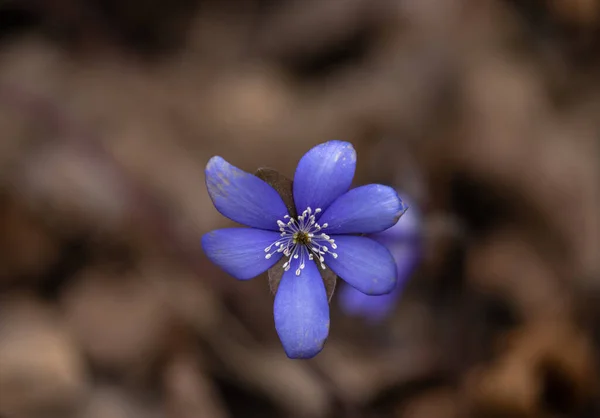 Hepatica Comum Anemone Hepatica Flor Azul Florescente Selvagem Violeta Roxa — Fotografia de Stock