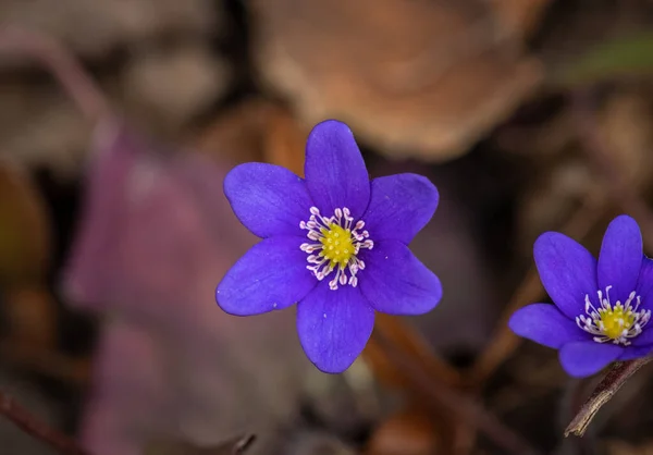 Common Hepatica Anemone Hepatica Blue Blossom Wild Flower Violet Purple — Stok fotoğraf