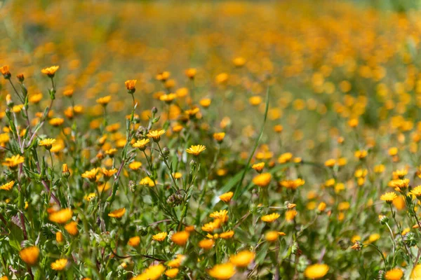 Spring Wild Yellow Flowers Blooming California United States — Foto Stock