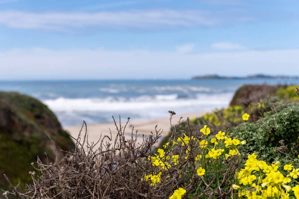Yellow Flowers in Half Moon Bay State Beach in California, USA