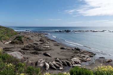 Elephant Seal Vista Point in California, United States. West Coast.