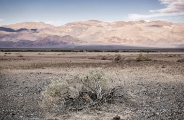 Dry Bush in the Death Valley, California. USA. Dry Surface.