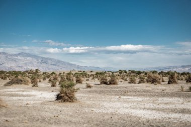 Dry Bush in the Death Valley, California. USA