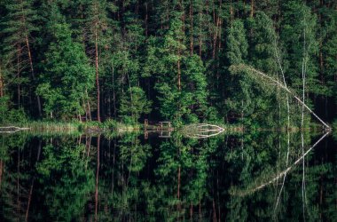 Forest and Lake Water. Reflection on Water