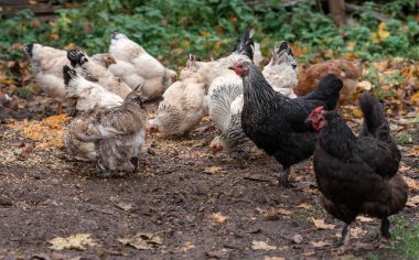 Free Range Chickens Enjoying the Afternoon and Eating Grain. Chickens on traditional free range poultry farm