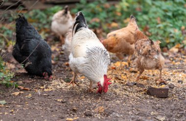 Colorful Rooster in the Farm. Autumn leaves in Foreground and Blurry Background. Red Jungle Fowl, Natural Light During the Day. Portrait.