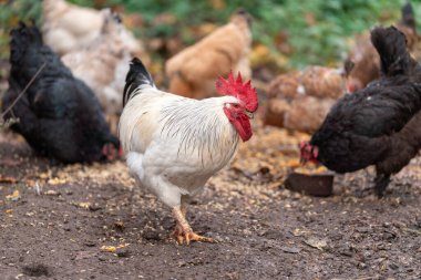 Colorful Rooster in the Farm. Autumn leaves in Foreground and Blurry Background. Red Jungle Fowl, Natural Light During the Day. Portrait.