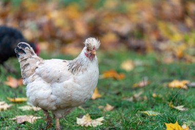 Free Range Chickens Öğleden Sonra Keyfini Çıkartıyor ve Tahıl Yiyiyor. Geleneksel tavuk çiftliğinde tavuklar