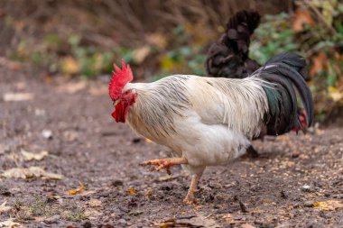 Colorful Rooster in the Farm. Autumn leaves in Foreground and Blurry Background. Red Jungle Fowl, Natural Light During the Day. Portrait.