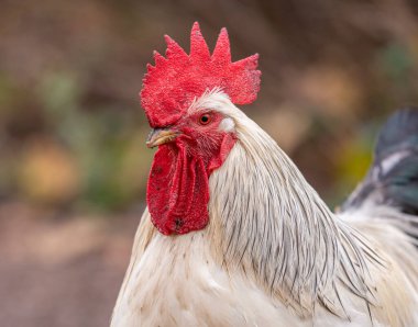 Portrait of Colorful Rooster in the Farm. Autumn leaves in Foreground and Blurry Background. Red Jungle Fowl, Natural Light During the Day. Portrait.
