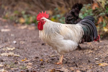 Portrait of Colorful Rooster in the Farm. Autumn leaves in Foreground and Blurry Background. Red Jungle Fowl, Natural Light During the Day. Portrait.