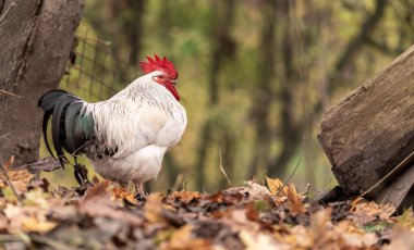 Portrait of Colorful Rooster in the Farm. Autumn leaves in Foreground and Blurry Background. Red Jungle Fowl, Natural Light During the Day. Portrait.