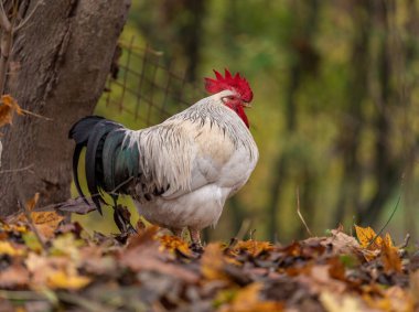 Portrait of Colorful Rooster in the Farm. Autumn leaves in Foreground and Blurry Background. Red Jungle Fowl, Natural Light During the Day. Portrait.