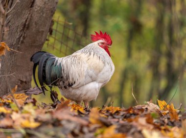 Portrait of Colorful Rooster in the Farm. Autumn leaves in Foreground and Blurry Background. Red Jungle Fowl, Natural Light During the Day. Portrait.