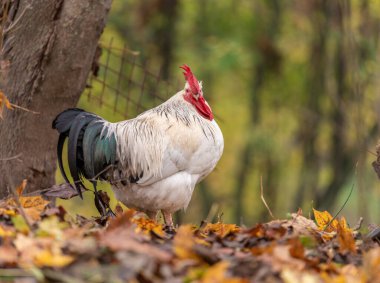 Portrait of Colorful Rooster in the Farm. Autumn leaves in Foreground and Blurry Background. Red Jungle Fowl, Natural Light During the Day. Portrait.