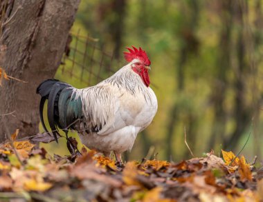 Portrait of Colorful Rooster in the Farm. Autumn leaves in Foreground and Blurry Background. Red Jungle Fowl, Natural Light During the Day. Portrait.