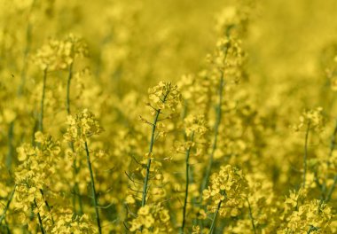 Beautiful Close up Blooming Rapeseed Field. Yellow Color of Plants in Sunny Day. Using for Vegetable Oil and Fuel.