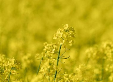 Beautiful Close up Blooming Rapeseed Field. Yellow Color of Plants in Sunny Day. Using for Vegetable Oil and Fuel.