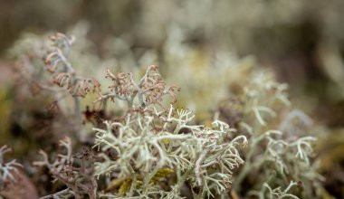 Cladonia Arbuscula in Pine Forest. Macro