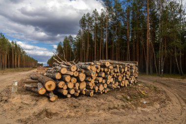 Orman yolu boyunca kütük yığınları. Orman çamı ve çam ağaçları. Kütük sandıkları, kereste sanayisi..