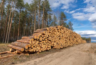 Orman yolu boyunca kütük yığınları. Orman çamı ve çam ağaçları. Kütük sandıkları, kereste sanayisi..
