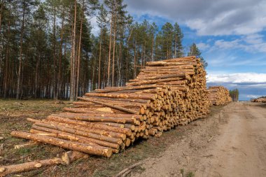 Orman yolu boyunca kütük yığınları. Orman çamı ve çam ağaçları. Kütük sandıkları, kereste sanayisi..