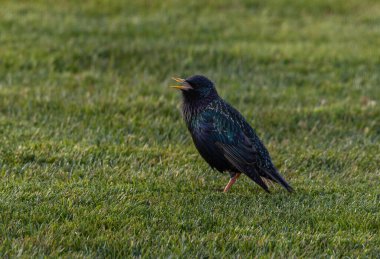 Common starling bird walking on the grass