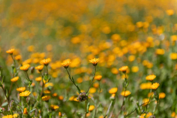 Yellow Flowers Blooming California United States — Stock fotografie