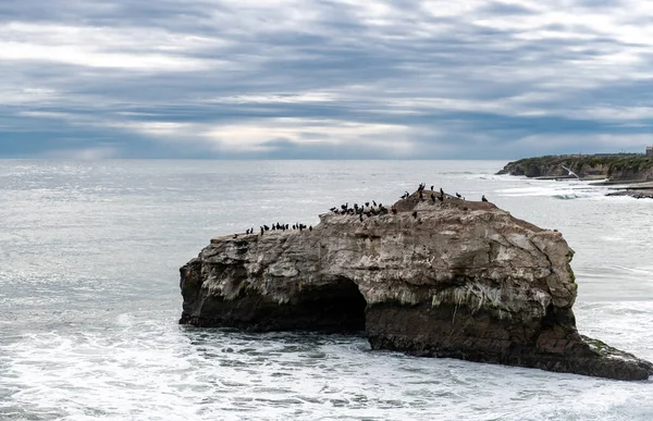 Island Wild Animals California Usa West Coast Ocean Waves Rocks — Stok fotoğraf