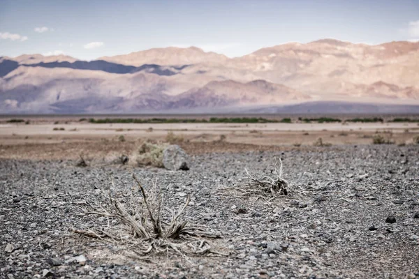 Dry Bush Death Valley California Usa Dry Surface — стоковое фото