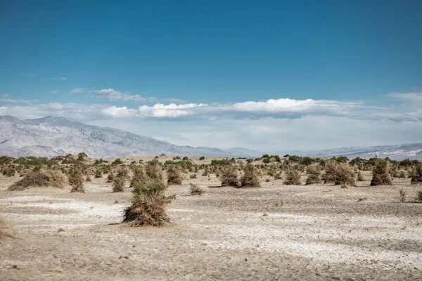 Dry Bush Death Valley California Usa — Fotografia de Stock