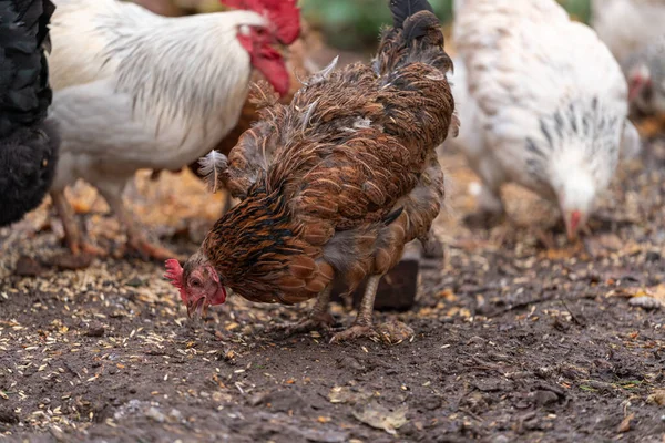 Free Range Chickens Enjoying Afternoon Eating Grain Chickens Traditional Free — Stockfoto