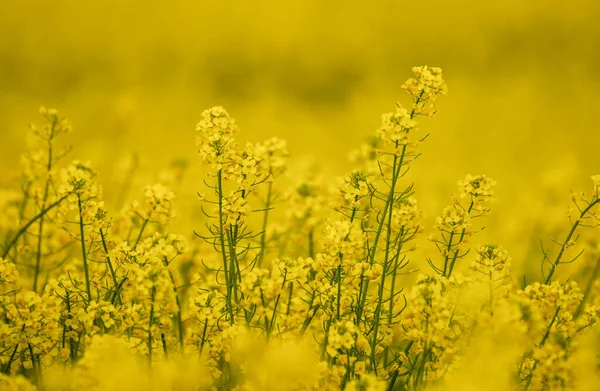 Beautiful Close Blooming Rapeseed Field Yellow Color Plants Sunny Day — Foto de Stock
