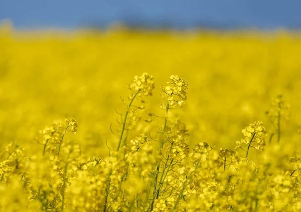 Beautiful Close Blooming Rapeseed Field Yellow Color Plants Sunny Day — Foto Stock
