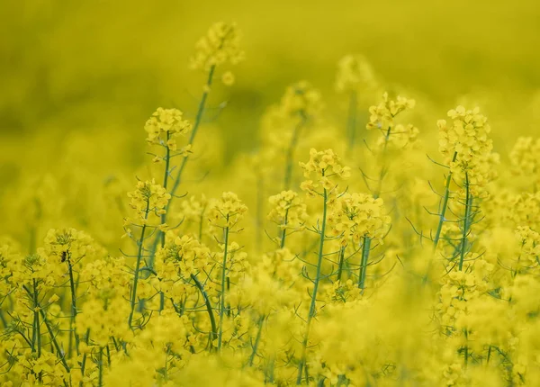 Nydelig Nære Blooming Rapeseed Field Gul Farge Plantene Solskinnsdag Bruk – stockfoto