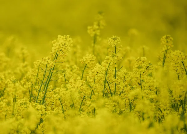 Beautiful Close Blooming Rapeseed Field Yellow Color Plants Sunny Day — Foto Stock