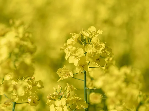美しい閉じる開花菜の花畑 晴れた日の植物の黄色 植物油 燃料用 — ストック写真