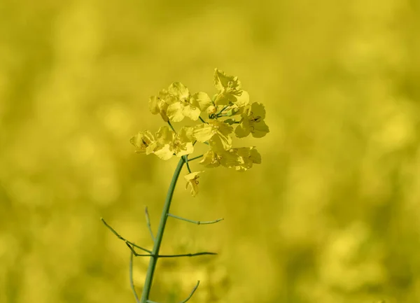 Beautiful Close Blooming Rapeseed Field Yellow Color Plants Sunny Day — Stock Photo, Image