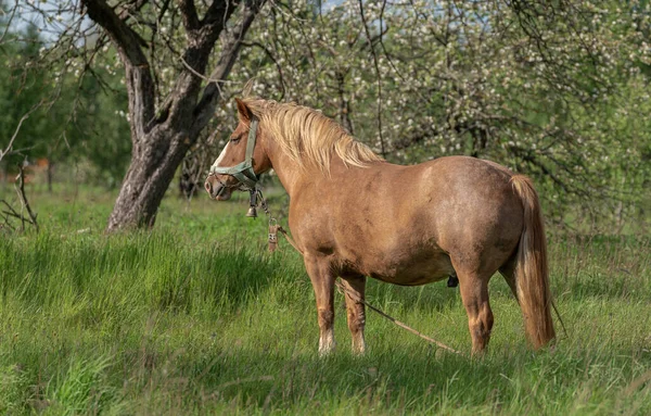 Cavallo Con Criniera Lunga Sta Mangiando Erba Nel Campo Zona — Foto Stock