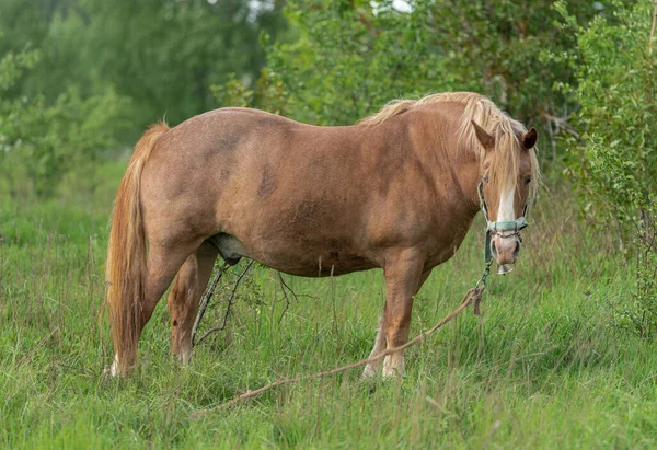 Horse Long Mane Eating Grass Field Rural Area Lithuania Horses — Stock Photo, Image