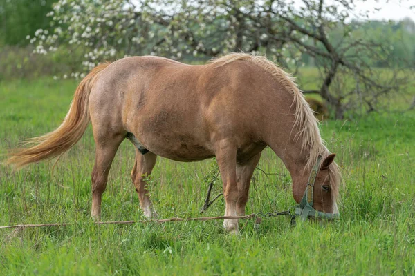 Uzun Yeleli Tarlada Yiyor Litvanya Nın Kırsal Kesimi Çiftlikte Atlar — Stok fotoğraf
