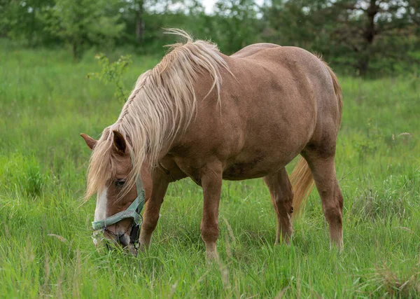 stock image Horse with long mane is eating grass in the field. Rural area in Lithuania. Horses are using in farm