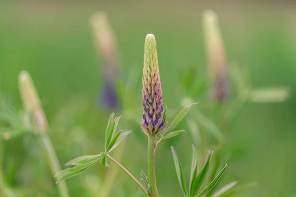 Lupinus Lupin Lupine Field Pink Purple Blue Flowers Summer Flower — Φωτογραφία Αρχείου