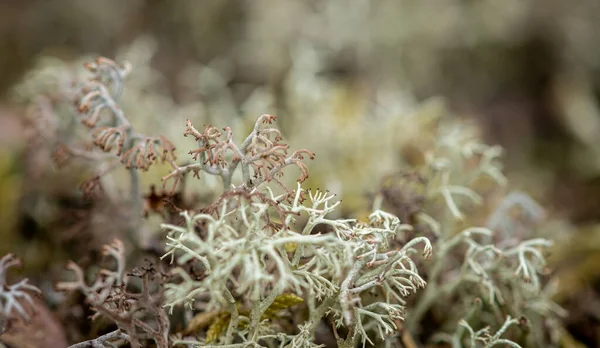 Cladonia Arbuscula Pine Forest Macro — Foto de Stock
