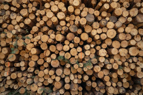Pile Wood Logs Storage Industry — Stock Photo, Image
