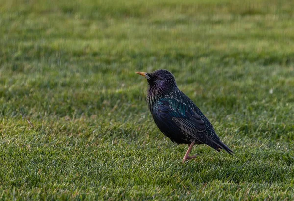 Common Starling Bird Walking Grass — 图库照片