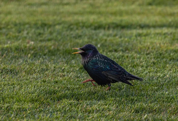 Stock image Common starling bird walking on the grass