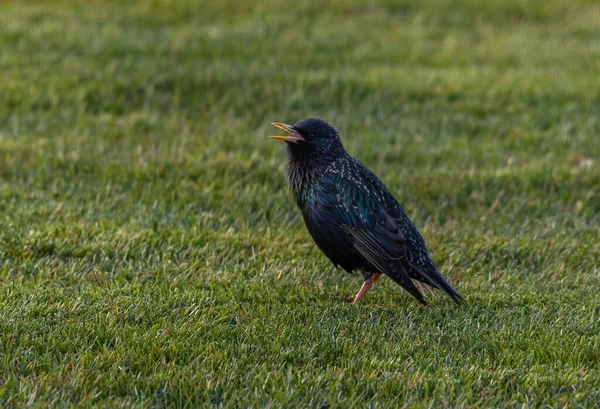 stock image Common starling bird walking on the grass