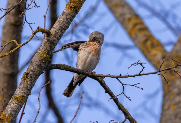 Feldvogel Auf Dem Ast Des Frühlingsbaumes Europa Litauen — Stockfoto